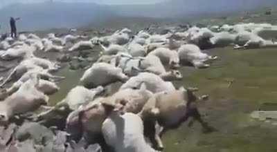 530 sheep died because of a lightning strike in Georgia