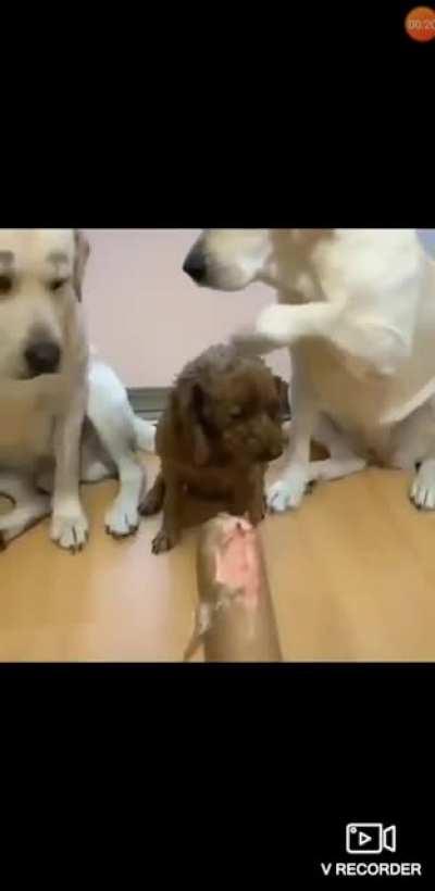 Destruction of Property Case: The Crew Would Soon Identify the 'Pupetrator'