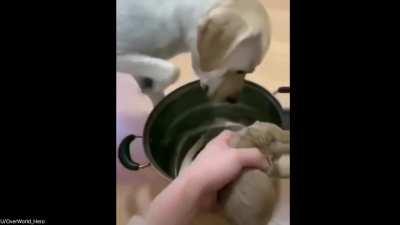 What a delicious meal