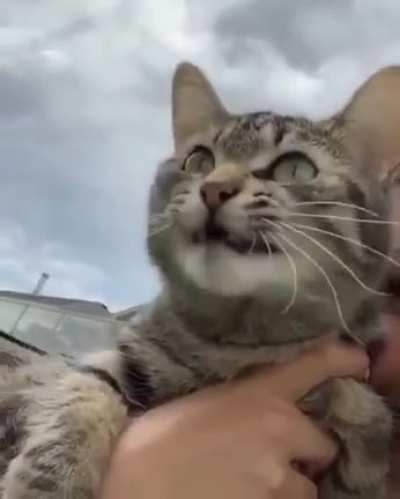 Your cat is trying to tell you something