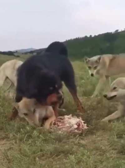 Tibetan Mastiff protects old wolf so he can eat!
