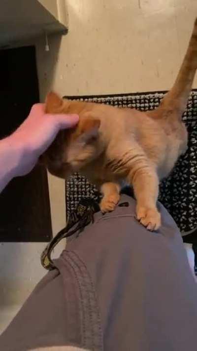 She was abandoned by previous owners about a year ago, and every time I come home this is how she greets me