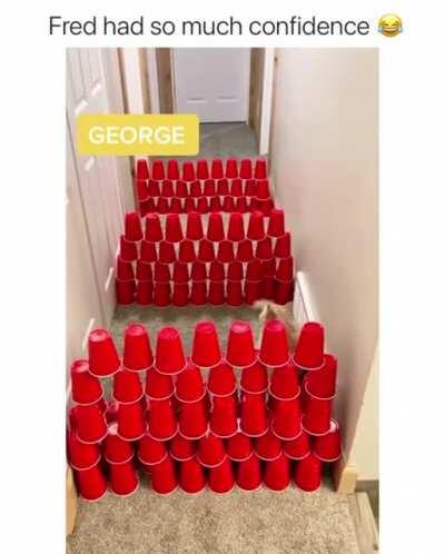 Finn is the real pussy cat