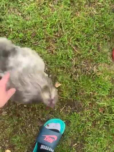 Our rooster is the friendliest of the bunch, and we’re pretty sure he thinks he’s a puppy