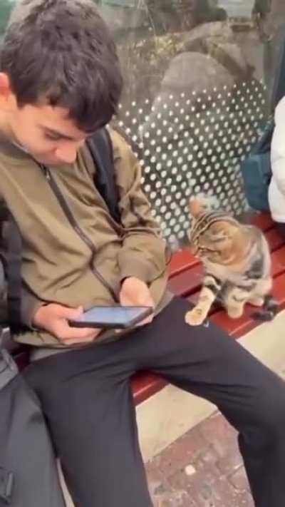 This cat made a new friend at the bus stop, had to test the vibes first! 😸