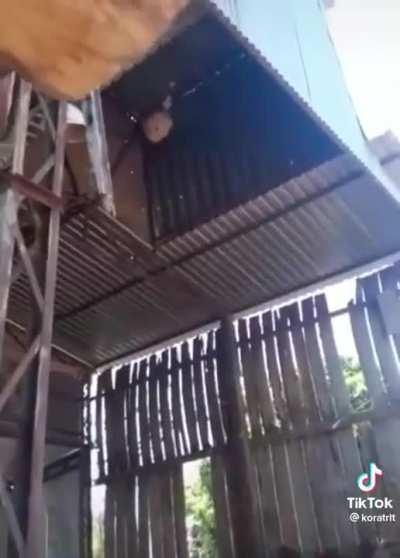 Removing a wasp nest in style.