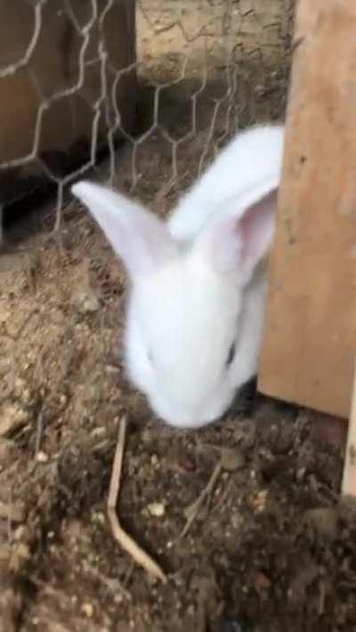 A baby born in secrecy