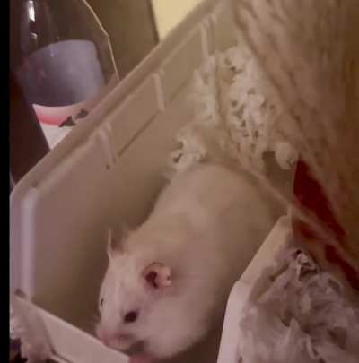 Fast motion tour of Bubba’s cage, courtesy of Bubba in a silly mood. Glimpses of her Grabbies doing what hamster Grabbies do throughout.