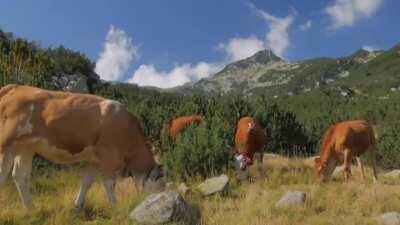 Cows Zoom Background - download link in comments