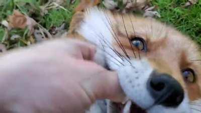 Red foxes make a number of interaction calls. Submissive foxes will make ululating siren-like shrieks, aggressive encounters between foxes are met with ratchet-like sounds called gekkering, and rescued foxes, like Dixie, will elicit laughter-like sounds w