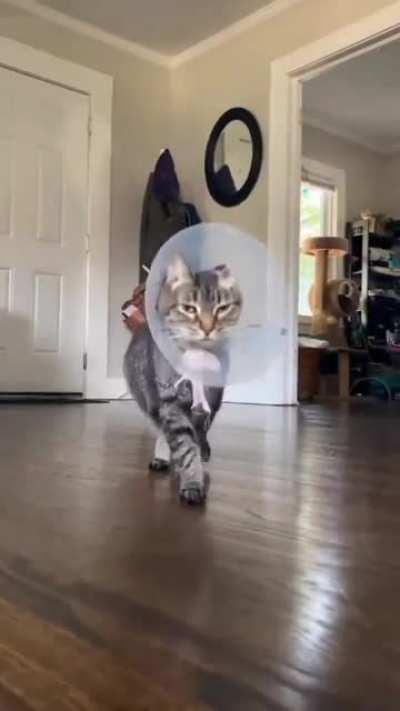 Я Модель! а не кошка драная...