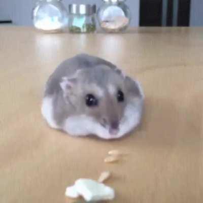 This roomba model is kinda cute.