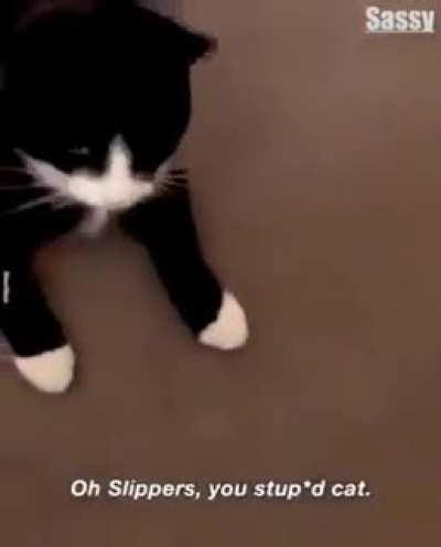 Slippers, what have done!