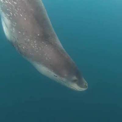🔥 Scuba diver meets a curious Leopard Seal 🔥