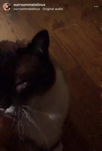 Linus, the cutest chonky squeaker 🥺