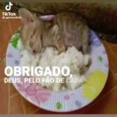 ShitpostBR - Video #8619