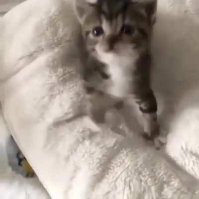 Look at this little criminal right here *-*