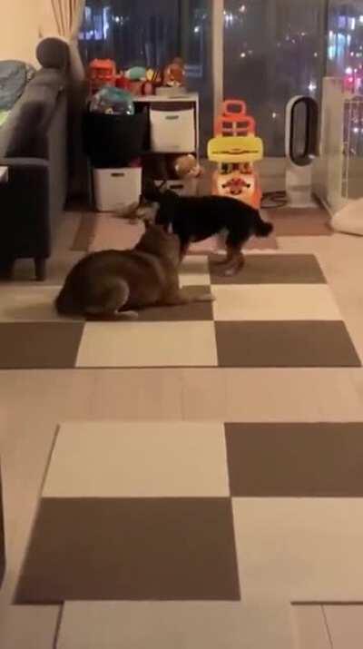 I still don't understand the rules of this game.