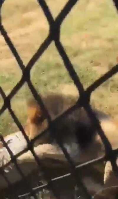 Guy gets mauled by lion for stepping in its cage.