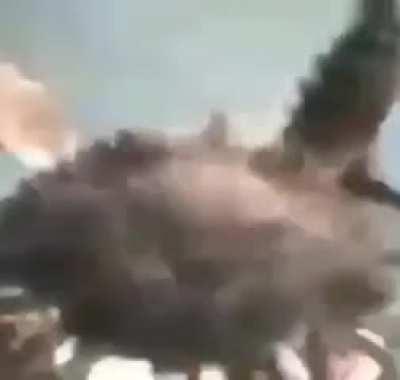 carb doin g the pull. ups