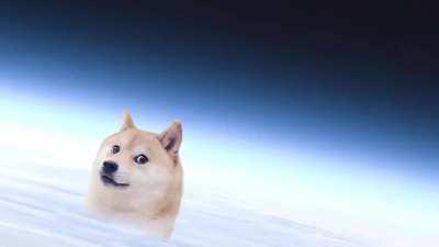 le penis doge has arrive