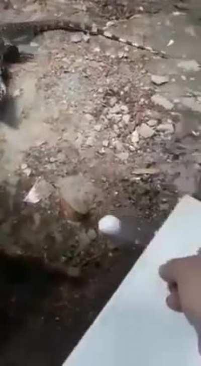 POV: megalania teiidea babies