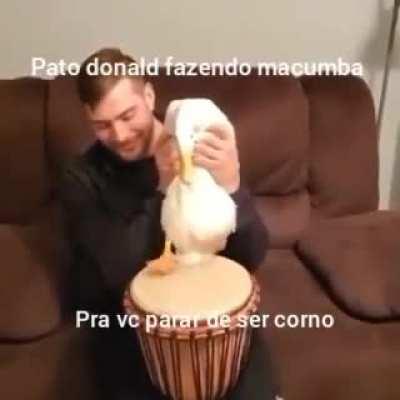 Brigado Donald sinto ate os chifre pesando menos
