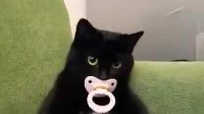 Zy: Quem estiver interessado em ser meu gato aí, mande um e-mail para zygato@gmail.com Eu: