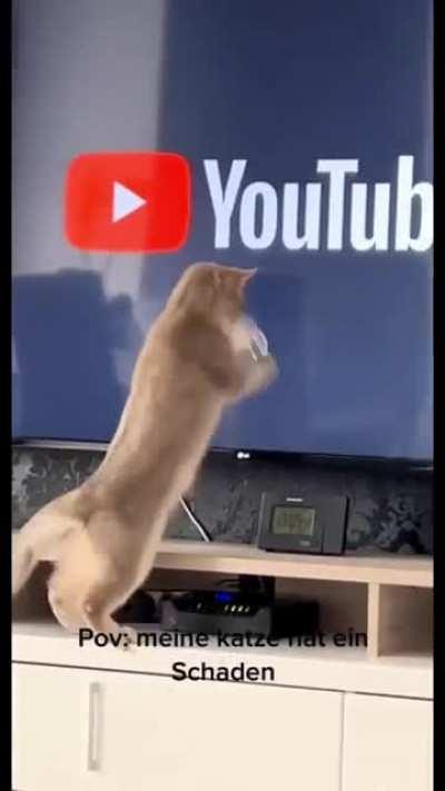 Kitty hates loading screen