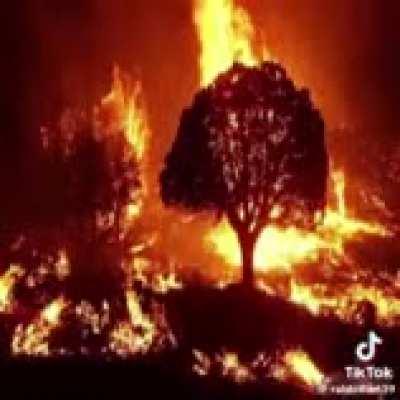 My favorite video of all time