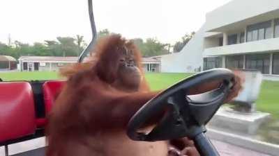 Alle sind am trinken und ich gucke mir an, wie ein Orangutan nen Golfwagen fährt