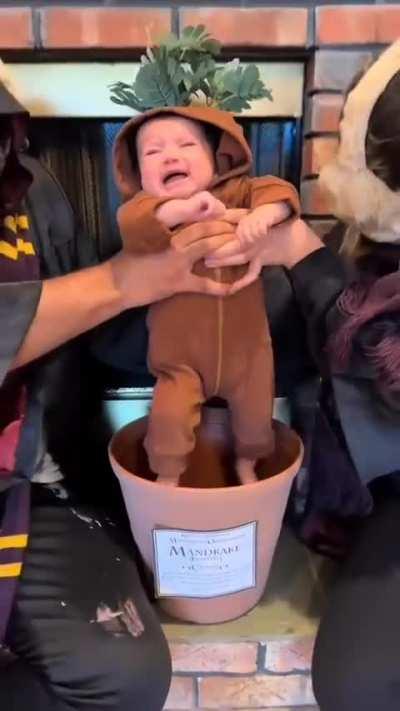 We got the Cute Mandrake