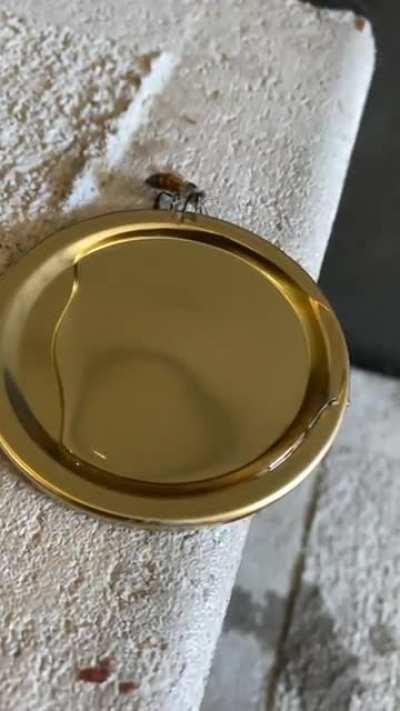 To revive a tired bee