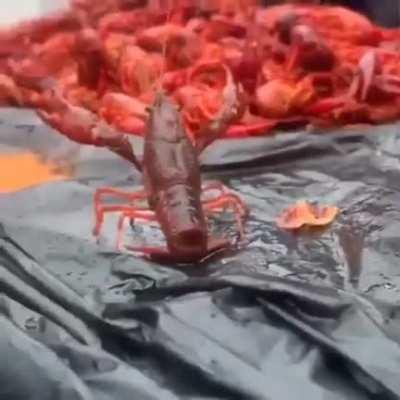 The Lobster, Hero of his kind, Revenger for all the soldiers fallen in combat