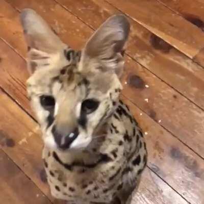 sogpost saturday 🐆