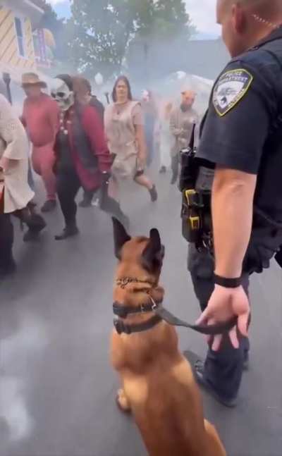 Dog's like, you seeing this right.