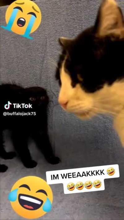 Suspicious crab cat…