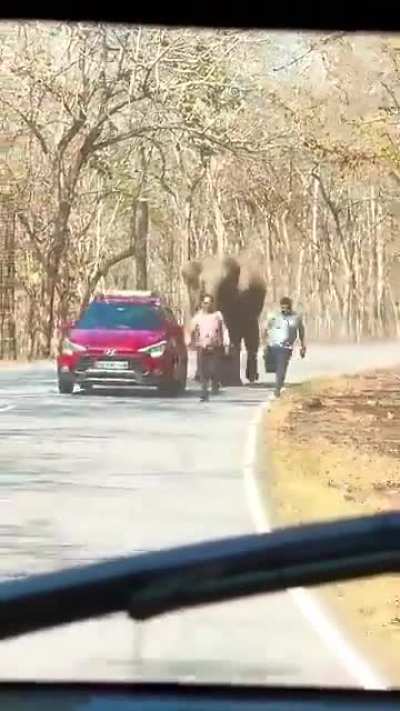 Tourists run for their lives as they try to evade a charging elephant.