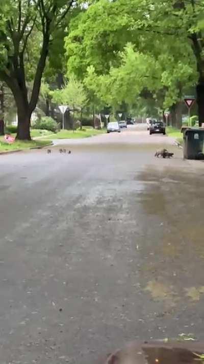 Masked bandits found dining and dashing in Wisconsin