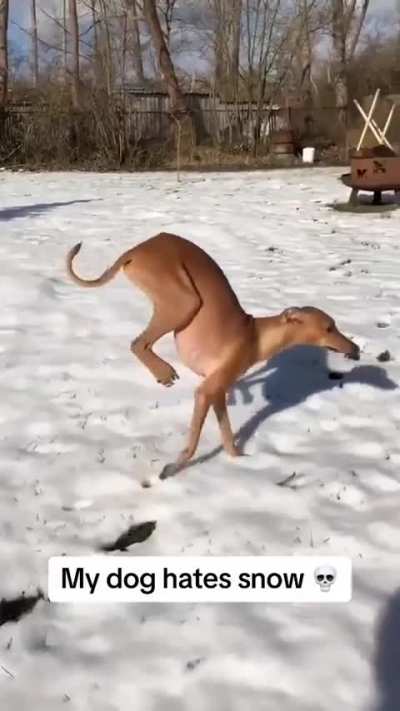 Featherless biped wunk (repost)