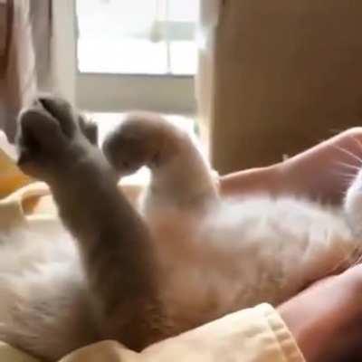 those little paws tho