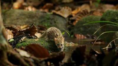 The rusty-spotted cat is the smallest wild cat in Asia, and it competes with the black-footed cat of Africa for the title of 'world's smallest wild cat'. Adult rusty-spotted cats weigh up to 1.6kg/3.5lbs. They are native to Nepal, India and Sri Lanka, and