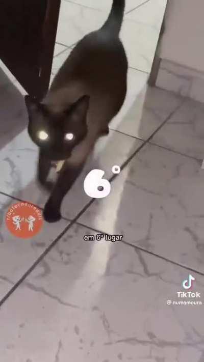 Top 10 presentes de gato