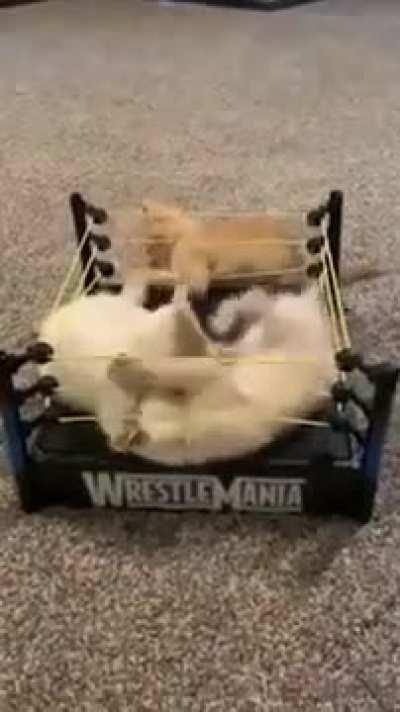 Kittens and $2 thrifts store find = Priceless