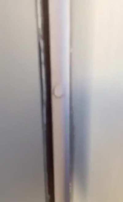 I hope you like pitbulls