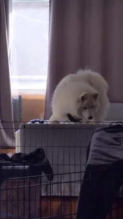 Guess who isn't allowed on the couch?