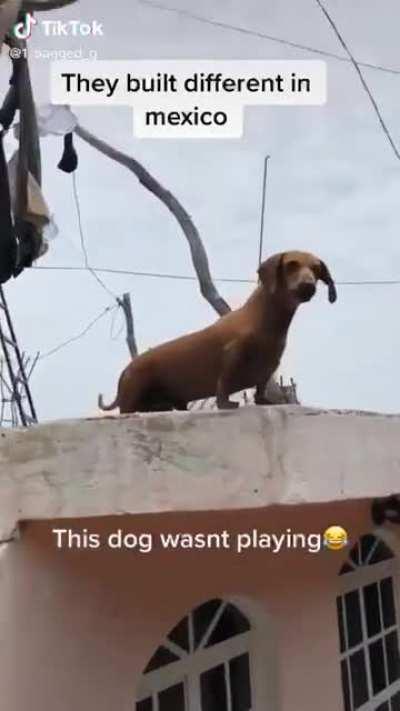 Dachshunds are the most harmless pet to have they said