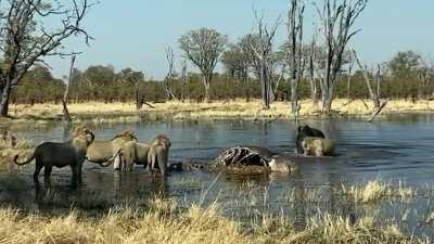5 young male lions attempting to hunt down a buffalo that was seeking shelter in the water. Eventually the tables turned, and the buffalo managed to fatally wound one of the males.