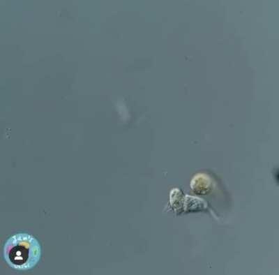 A Single celled organism eats a single celled organism.