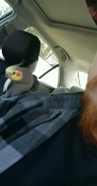 Headbangin birb